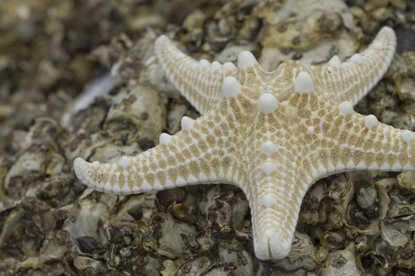 Closeup of a seashell — Stock Photo, Image