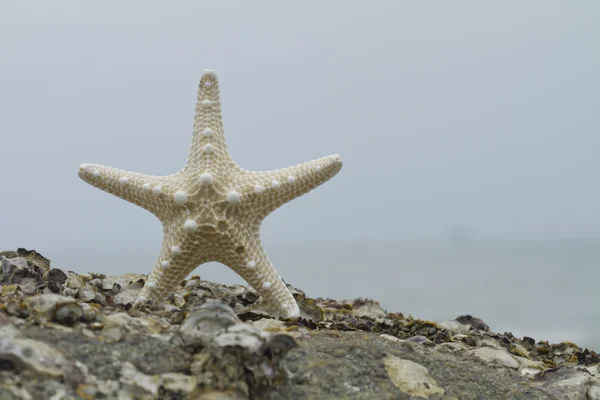 Close-up van een zeeschelp — Stockfoto