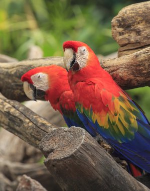 ahşap oturan Amerika papağanı kuş