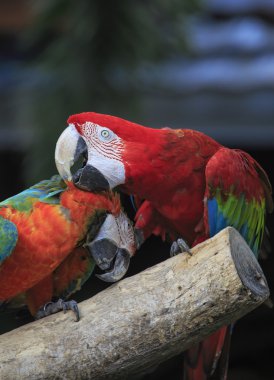 ahşap oturan Amerika papağanı kuş