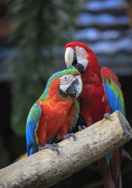 ahşap oturan Amerika papağanı kuş