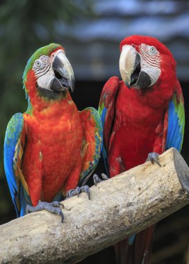 ahşap oturan Amerika papağanı kuş