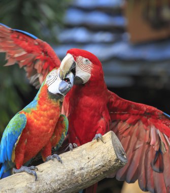 ahşap oturan Amerika papağanı kuş