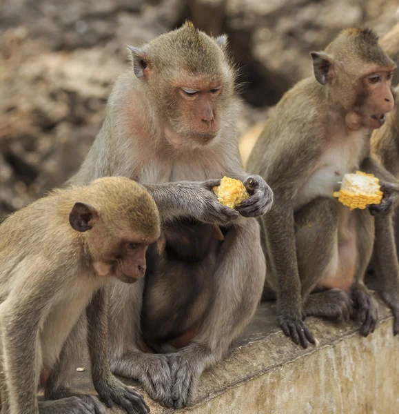 Long-tailed macaque — Stock Photo, Image