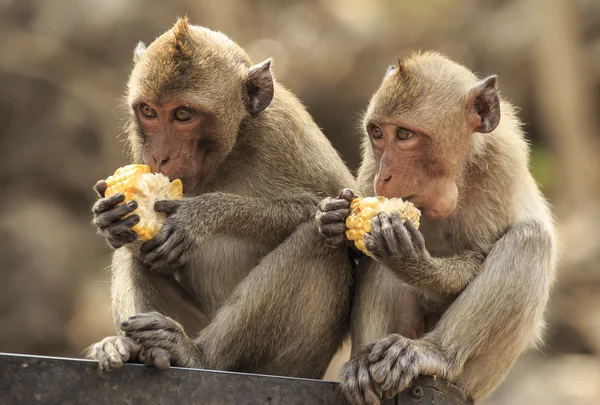 Long-tailed macaque — Stock Photo, Image