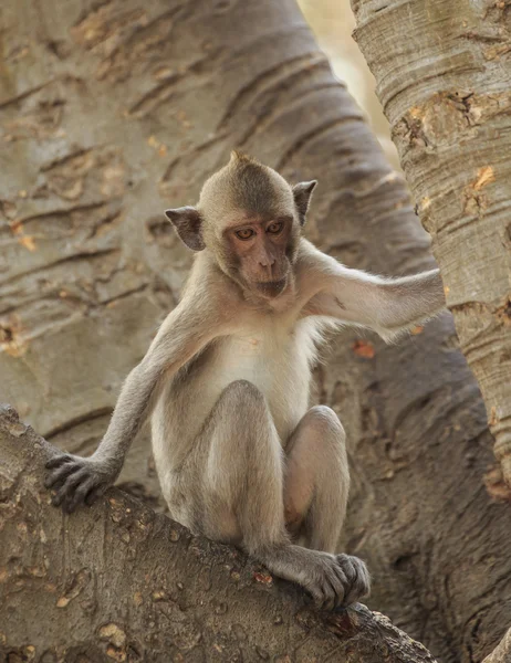 Macaco de cauda longa — Fotografia de Stock