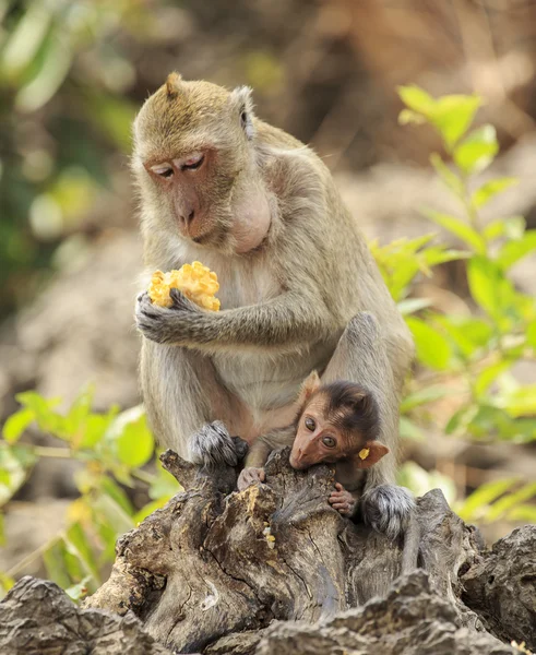 Long-tailed macaque — Stock Photo, Image