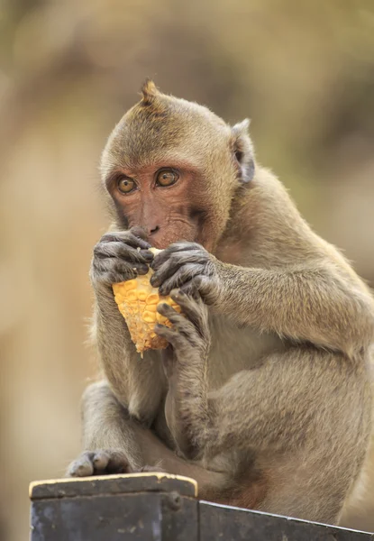 Long-tailed macaque — Stock Photo, Image