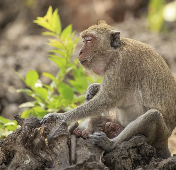 Long-tailed macaque — Stock Photo, Image