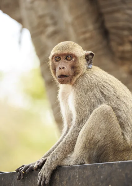 长尾猕猴 — 图库照片