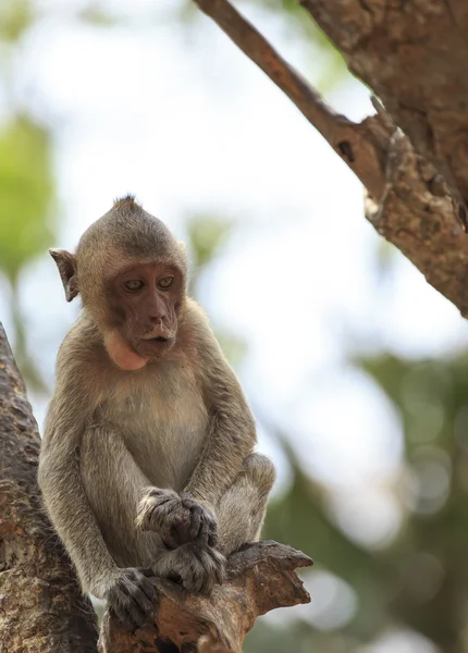 Uzun kuyruklu makak — Stok fotoğraf