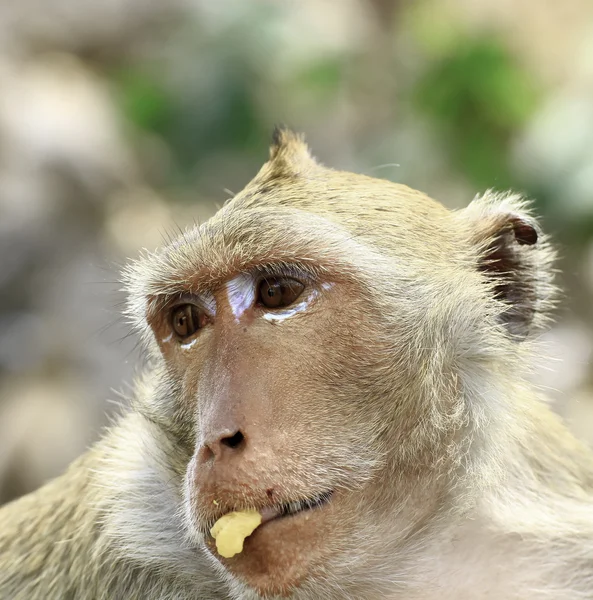 Uzun kuyruklu makak — Stok fotoğraf