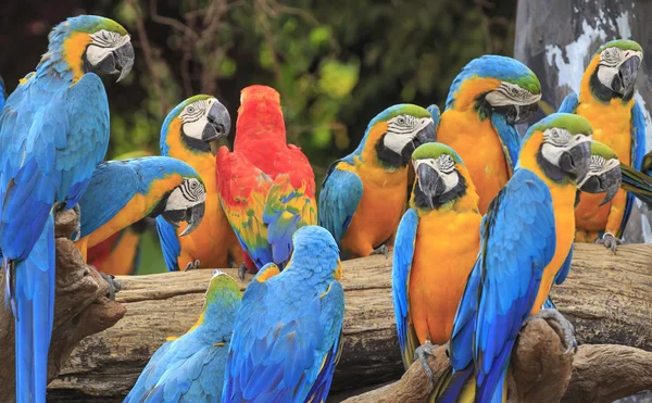 Pájaro guacamayo sentado en la madera —  Fotos de Stock