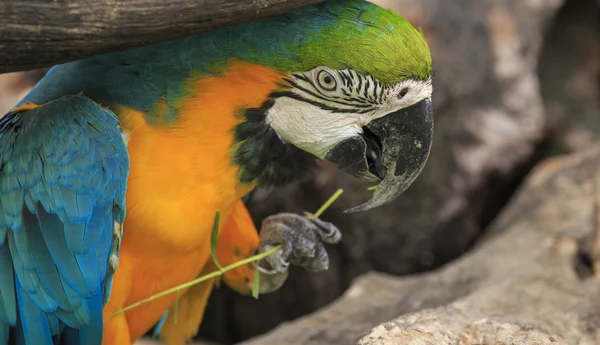 Pájaro guacamayo sentado en la madera —  Fotos de Stock