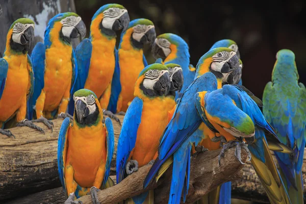 Pájaro guacamayo sentado en la madera —  Fotos de Stock