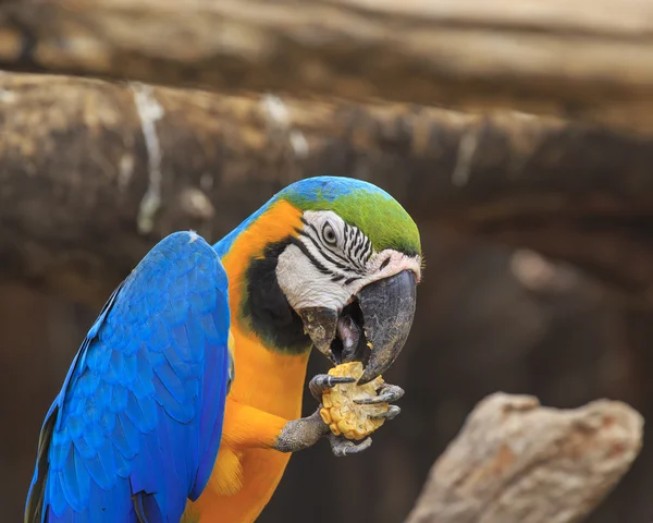 Ahşap oturan Amerika papağanı kuş — Stok fotoğraf