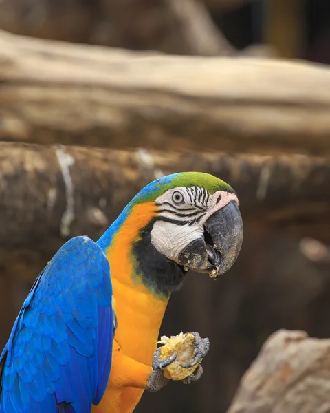 Ara-Vogel sitzt auf dem Holz — Stockfoto