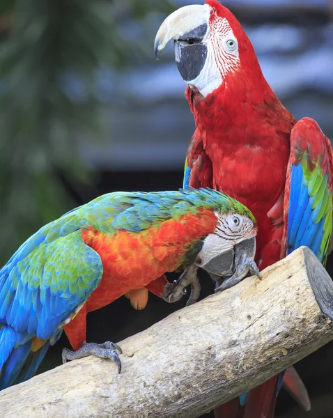 ahşap oturan Amerika papağanı kuş