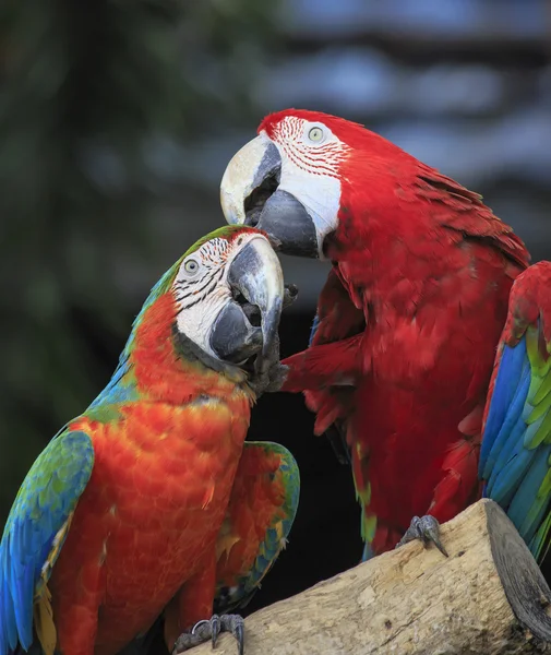 Pájaro guacamayo sentado en la madera —  Fotos de Stock