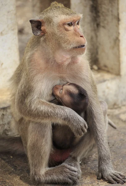 Long-tailed macaque Royalty Free Stock Photos