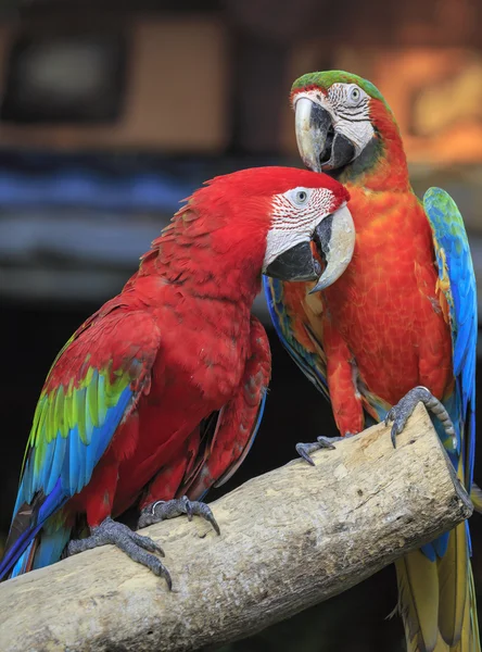 Macaw bird sitting on the timber — Stock Photo, Image