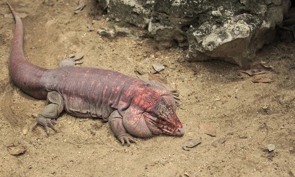 Iguana grande — Foto de Stock