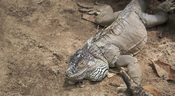 Grande Iguana — Fotografia de Stock