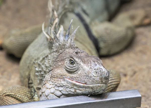 Grande Iguana — Fotografia de Stock