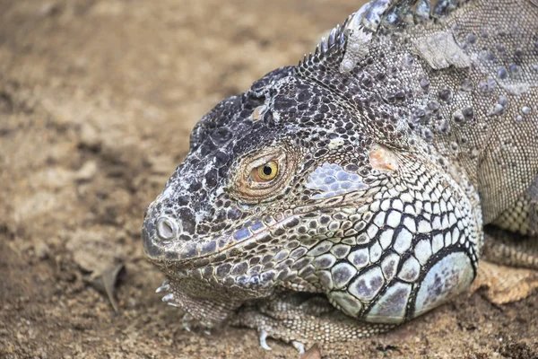 Grande Iguana — Fotografia de Stock