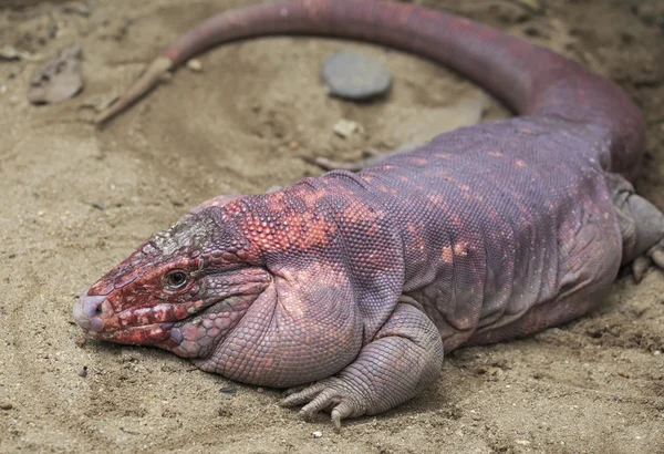 Iguana grande — Foto de Stock