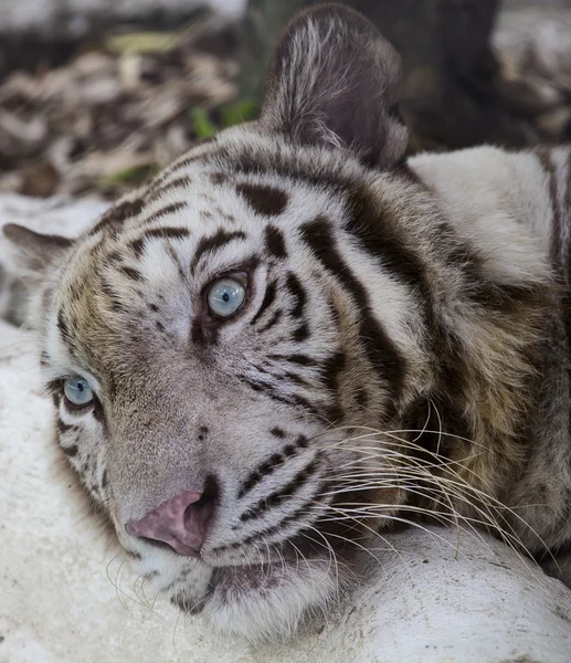 Weißer bengalischer Tiger — Stockfoto