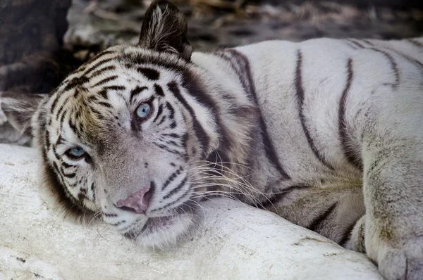 Weißer bengalischer Tiger — Stockfoto