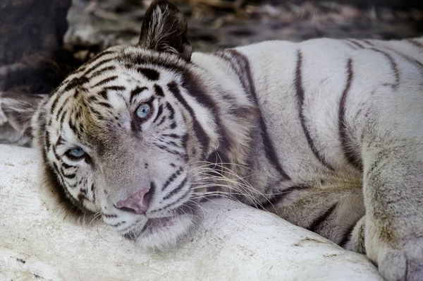 Tigre blanco de Bengala — Foto de Stock