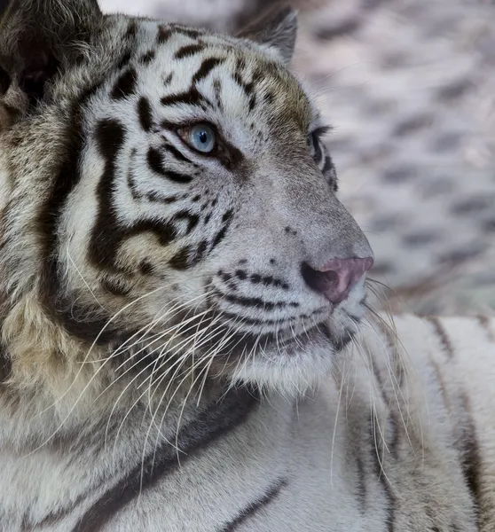 Tigre del Bengala Bianco — Foto Stock