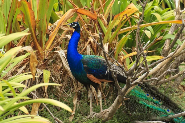 Schöner Pfau und seine Federn — Stockfoto