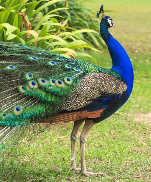 Beautiful peacock and his feathers — Stock Photo, Image