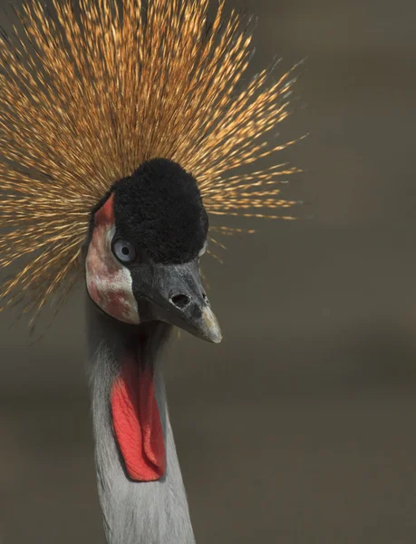 Grå krönt crane — Stockfoto