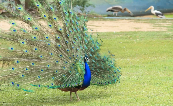 Прекрасный павлин и его перья — стоковое фото