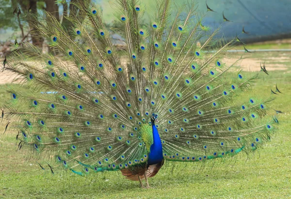 Beautiful peacock and his feathers — Stock Photo, Image