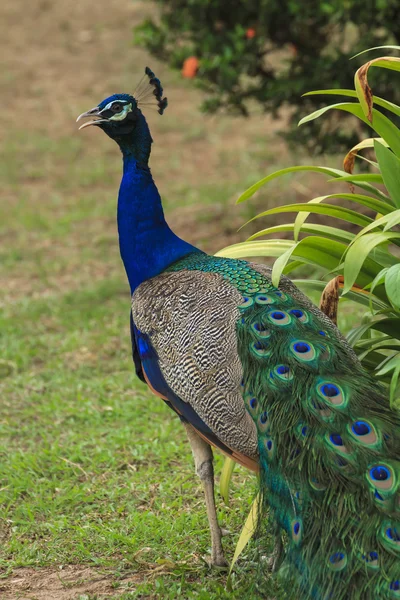 Hermoso pavo real y sus plumas —  Fotos de Stock