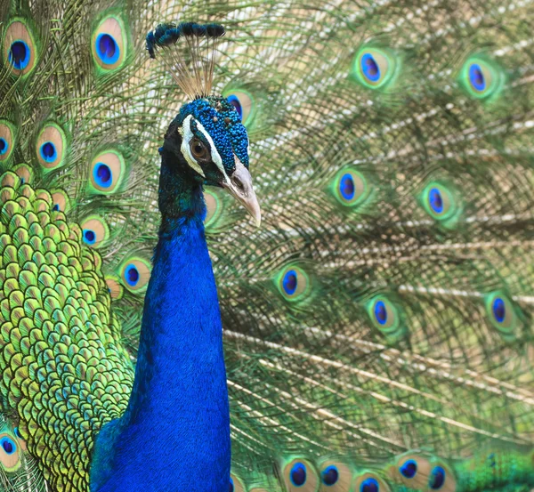 Belo pavão e suas penas — Fotografia de Stock