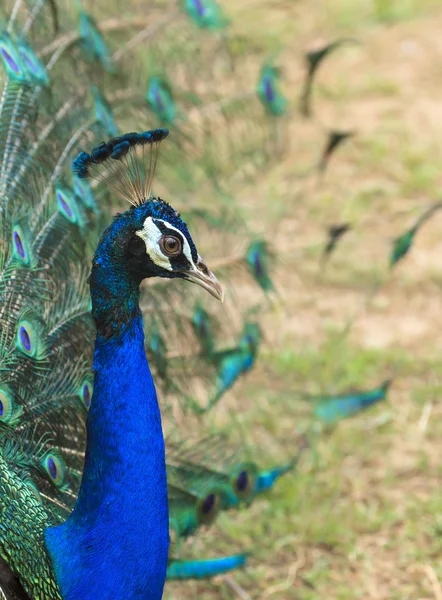 Beautiful peacock and his feathers — Stock Photo, Image