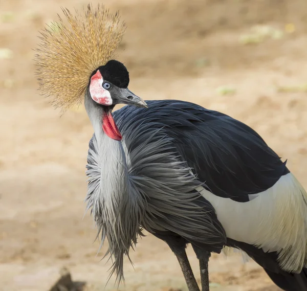 Grå krönt crane — Stockfoto