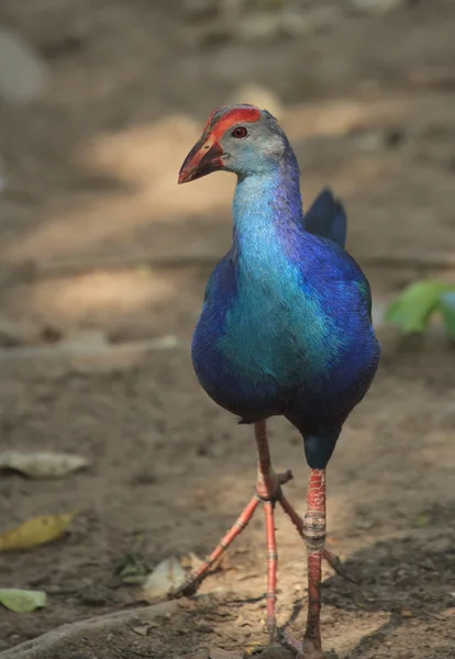 Bird (Purple Swamphen),Thailand — Stock Photo, Image