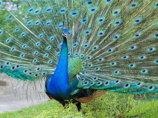美しい孔雀と彼の羽 — ストック写真