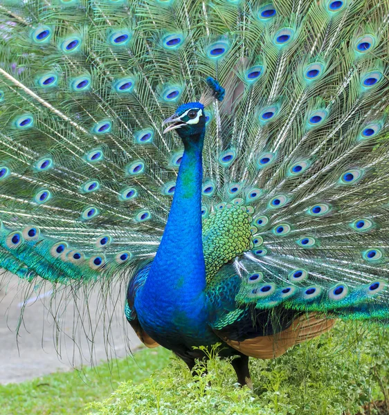 Belo pavão e suas penas — Fotografia de Stock