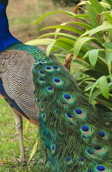 Hermoso pavo real y sus plumas —  Fotos de Stock