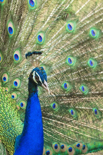 Belo pavão e suas penas — Fotografia de Stock