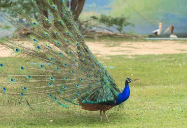 güzel tavus kuşu ve onun tüyleri