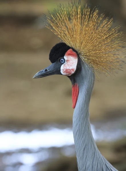 Gri taç vinçGrulla coronada gris — Stok fotoğraf